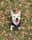 rocky_white_staffy