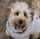 itsbearthelabradoodle