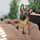 borrie_the_belgian_buddy