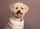 Nelli_the_elephant