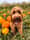 Arlothecockapoo_uk