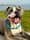 acethehappystaffie