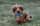 hendrypippin