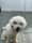 bubblethemaltipoo
