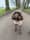 alfie_the_cockapoo_22