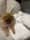 kapri.the.pom