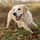 Semmy.goldenretriever