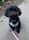 betty_b_maltipoo