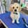 thepawsofcookieandbiscuit