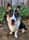 mycorgilogan
