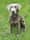 hugo_therescuesilverlabrador