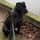 Enzo_the_cane_corso_