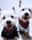 Bailey.hailey.westies