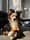 storm_the_aussie1
