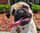 eddiepug2024