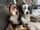 miniaussies_sunny.yindi