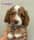 Australianminidoodle_Eefke