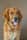 theadventuresoffinnthegolden
