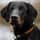 one.eyed.dober