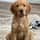 wanderingwillow_thegolden