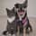 the_pet_detectives