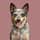 muffin_acd