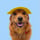 joeythegoldencavalier
