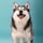 pomsky.akyra