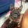 Rambo_french_bulldog_
