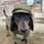 _richmond_sausage_