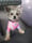 missymoo_chorkie