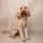 bumble_bea_the_cockapoo