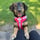 doratherescuepup