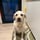 xem_the_labrador