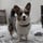 blue_cheese_the_cardi_corgi