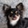 lokidechihuahua