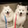 IcyBear + MuffinBeeb — two Samoyeds living their best NYC life. Real moments, real love, no filler.