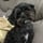 Tippy the Shihpoo