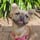 Fanny the fluffy frenchie