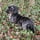 Wirehaired.Winston