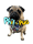 Phil the Pug