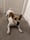 Deni | Jack Russell Terrier