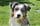 Mylo