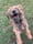 Peanut