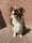 Mylo