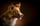 Milou
