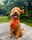 Otto