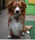 Buddy