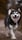 jack