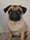 Dottie